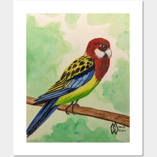 Eastern rosella in the bushland Posters and Art